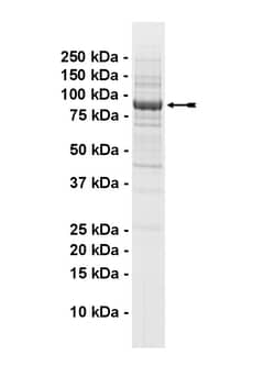 Eurofins DiscoverX IKK Protein, Active 10 &mu;g | Buy Online | Eurofins DiscoverX | Fisher Scientific